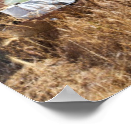 放置された農場の前で錆びた車 ポスター (角)