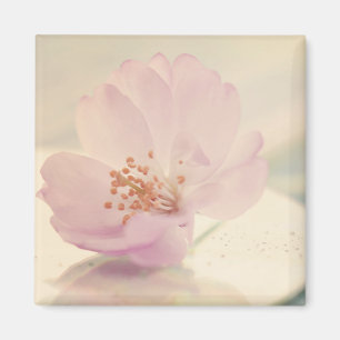 敏感で柔らかいピンクの桜の花 マグネット