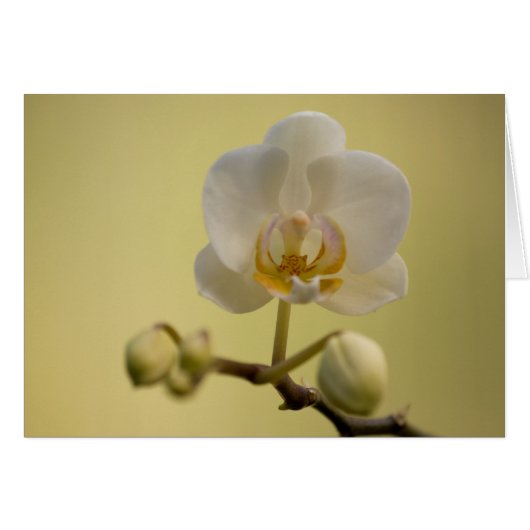 敏感で白い蘭 (正面横)