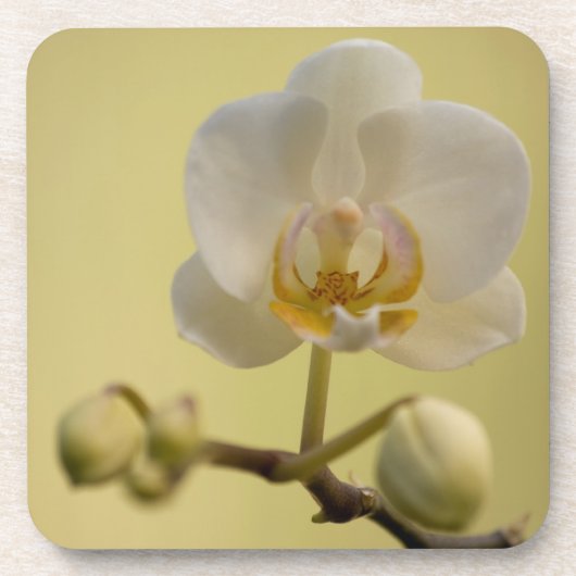 敏感で白い蘭 コースター (正面)