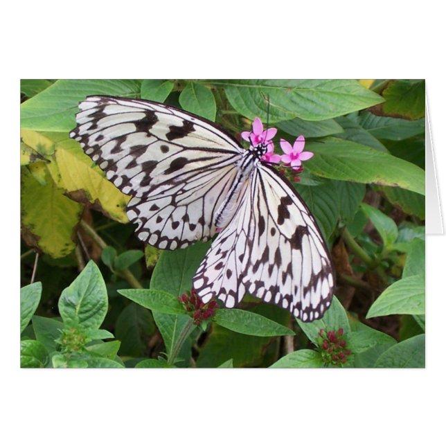 敏感な歓喜1 (正面横)