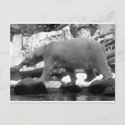 救ホッキョクグマ ポストカード (正面)