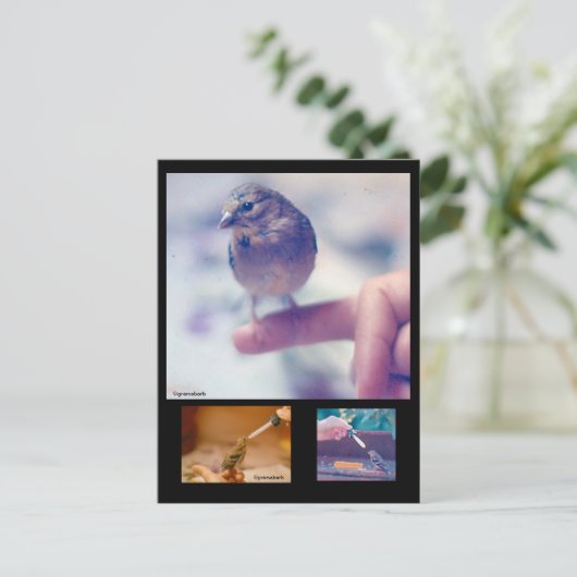 救出されたゴールドフィンチ物語はがき ポストカード (スタンド正面)