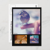 救出されたゴールドフィンチ物語はがき ポストカード (正面/裏面)