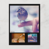 救出されたゴールドフィンチ物語はがき ポストカード (正面)