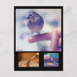 救出されたゴールドフィンチ物語はがき ポストカード