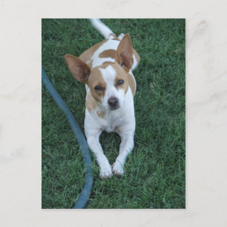 救出 ポストカード