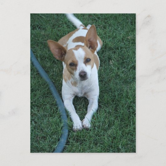 救出 ポストカード (正面)