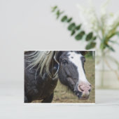 救助された馬 ポストカード (スタンド正面)