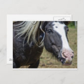 救助された馬 ポストカード (正面/裏面)