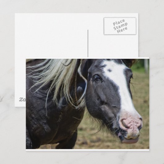 救助された馬 ポストカード (正面/裏面)