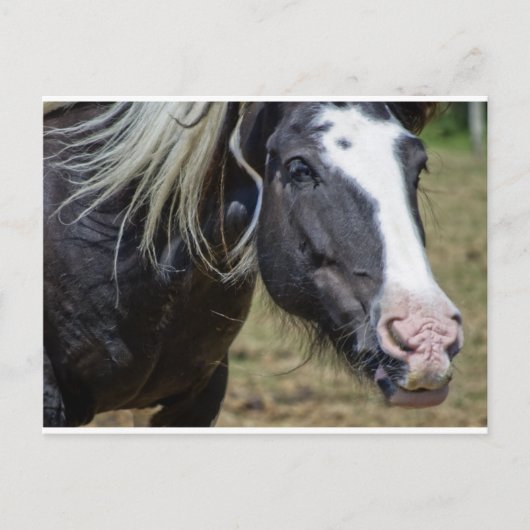 救助された馬 ポストカード (正面)