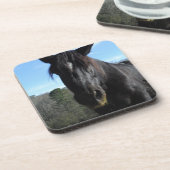 救助された黒荷車を引く馬 コースター (左側)