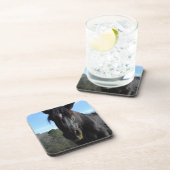 救助された黒荷車を引く馬 コースター (右側)