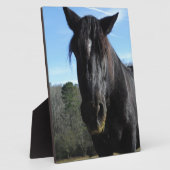 救助された黒荷車を引く馬 フォトプラーク (側面)