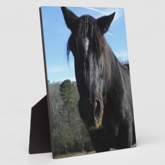 救助された黒荷車を引く馬 フォトプラーク (側面)