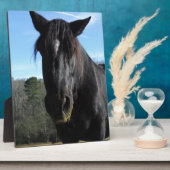 救助された黒荷車を引く馬 フォトプラーク (側面)