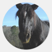 救助された黒荷車を引く馬 ラウンドシール (正面)