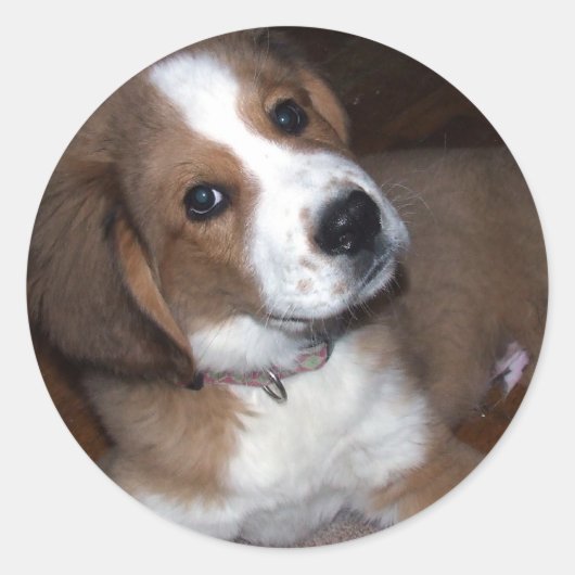 救助犬の相棒はあなたを内破 ラウンドシール (正面)