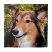 救助犬 タイル (正面)