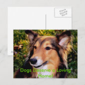 救助犬 ポストカード (正面/裏面)