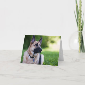 救助犬"リンク" カード