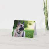 救助犬"リンク" カード (正面)