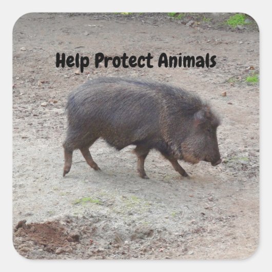 救済保護Animals Chacoan Peccary #2 Stickers スクエアシール (正面)