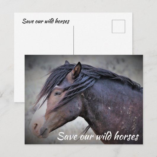 救野馬 ポストカード (正面/裏面)