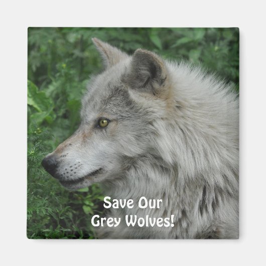 救GREY WOLVES Wildlife Photo Magnet マグネット (正面)