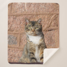 教会猫 シェルパブランケット