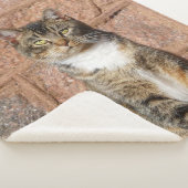 教会猫 シェルパブランケット (3/4)