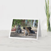 教習所の犬 カード (正面)