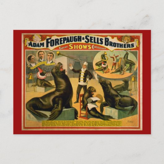 教育を受けたアシカとアザラシのサーカスのポスター ポストカード (正面)