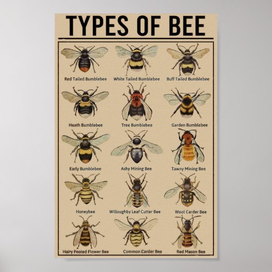 教育用ミツバチヴィンテージ ポスター (正面)