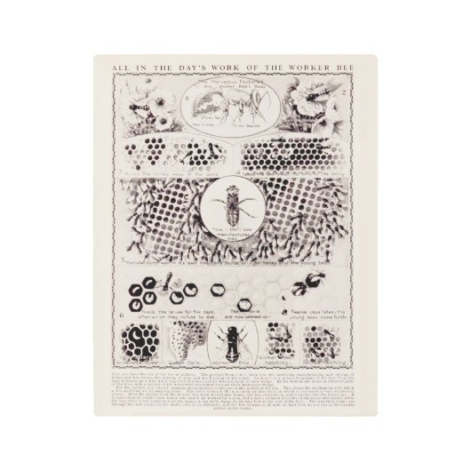 教育者のためのシリーズ 働き蜂のヴィンテージ壁掛けアート メタルプリント (正面)