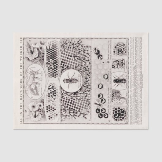 教育者シリーズワーカービーヴィンテージポスター 薄葉紙 (正面)