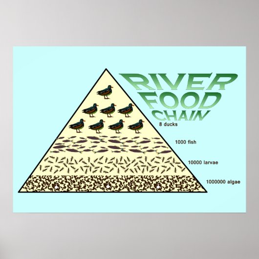 教育、科学、川の食物連鎖 ポスター (正面)