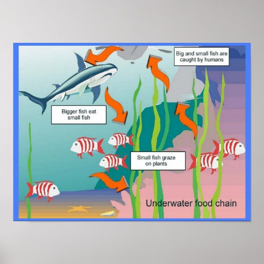 教育、科学、水中食物連鎖 ポスター (正面)