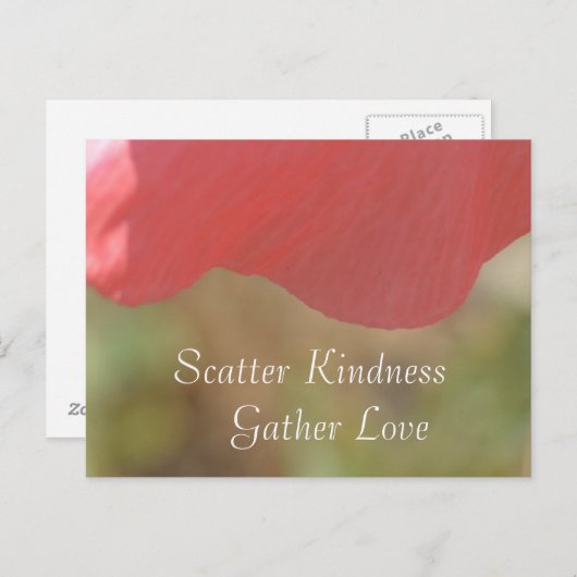 散らかる優しさピンクのポピー花はがき ポストカード (正面/裏面)