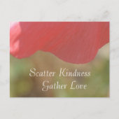 散らかる優しさピンクのポピー花はがき ポストカード (正面)