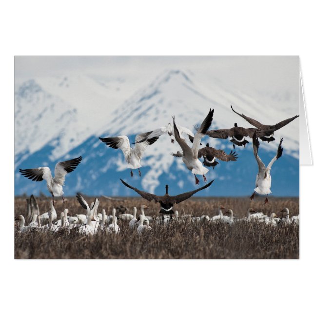 散乱ゲーゼ (正面横)