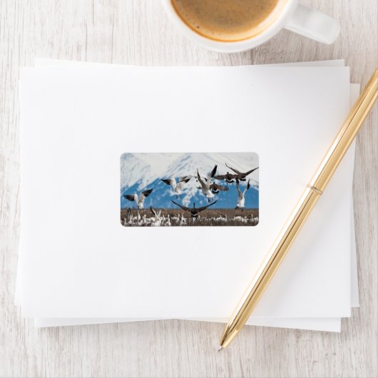 散乱ゲーゼ ラベル (インサイチュ)