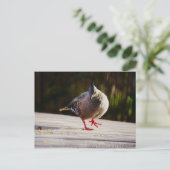 散歩する ポストカード (スタンド正面)