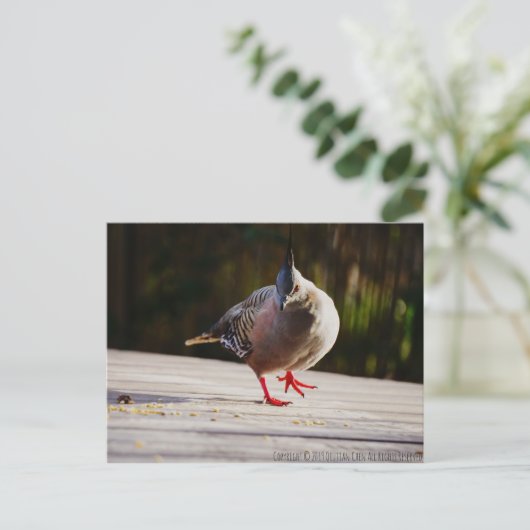 散歩する ポストカード (スタンド正面)