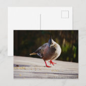 散歩する ポストカード (正面/裏面)