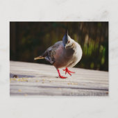 散歩する ポストカード (正面)