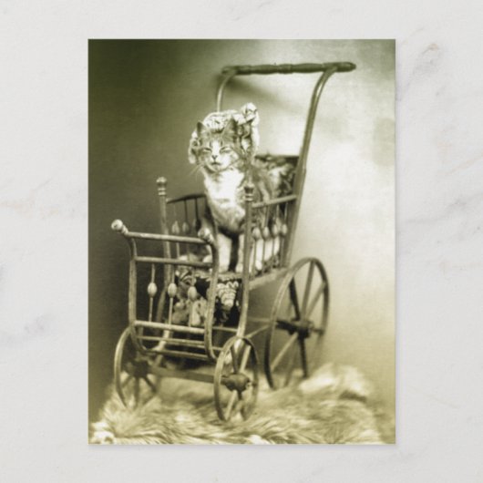 散策子猫 ポストカード (正面)