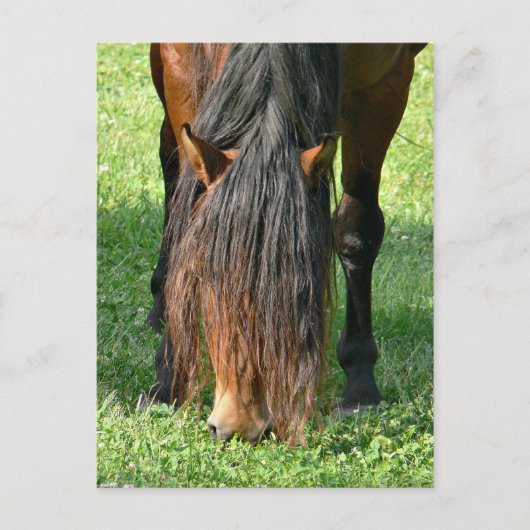 散髪を必要とする ポストカード (正面)