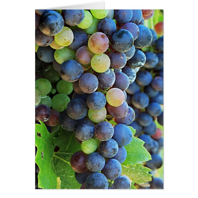 数々のなブドウ (正面)